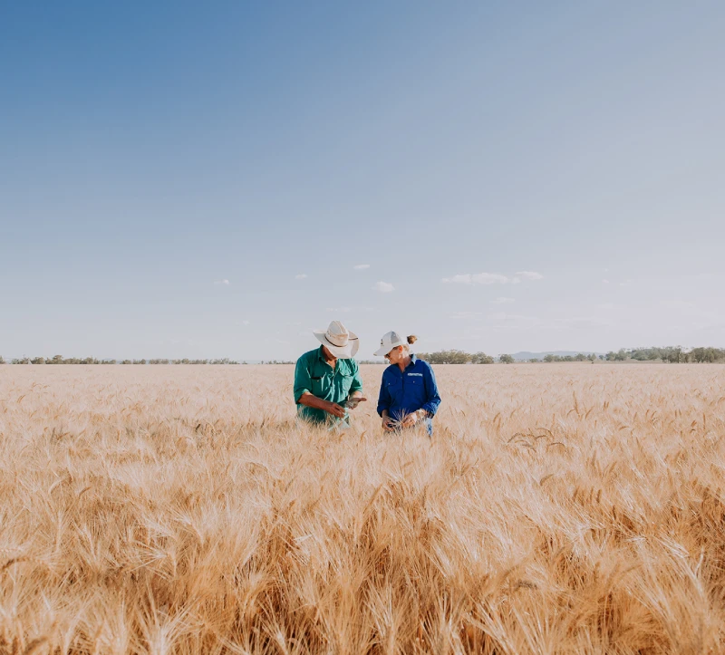 GMO-free australian wheat